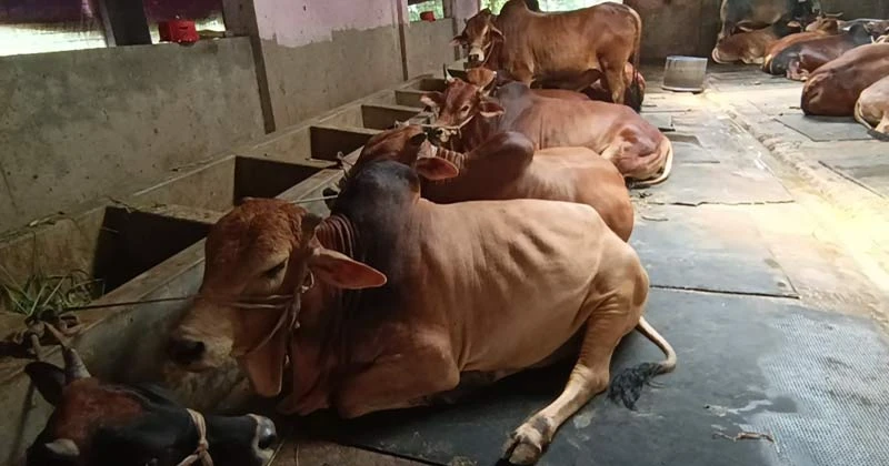 ঈদকে সামনে রেখে কসবা সীমান্তে ভারতীয় গরুর চোরাচালান বৃদ্ধি, দুশ্চিন্তায় দেশীয় খামারিরা