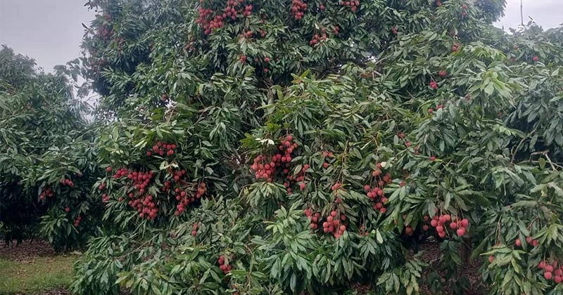 ফলের রাজ্য বিজয়নগরে লিচুর বাম্পার ফলন