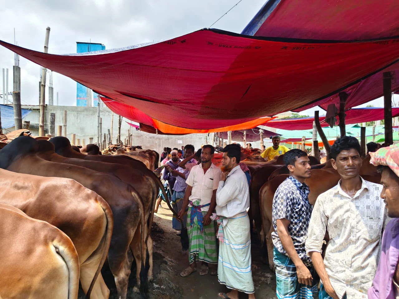 ক্রেতা কম, গরু বেশি—লোকসানের শঙ্কায় বিক্রেতারা