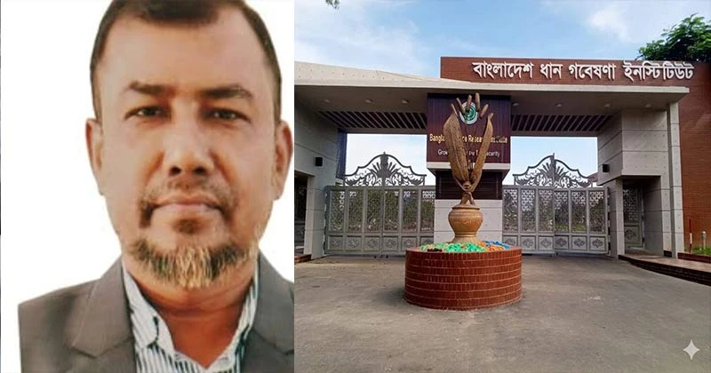 গাজীপুরের ধান গবেষণায় অস্থিরতা, তদন্ত কমিটি গঠন করেছে মন্ত্রণালয়