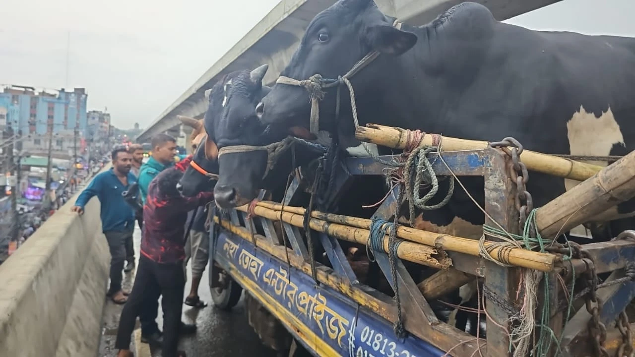 নরসিংদী থেকে ডাকাতি হওয়া ৬ ষাঁড় গরু গাজীপুরে উদ্ধার, আটক ২