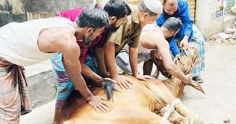 রাজধানীর অলিগলিতে চলছে পশু কোরবানি