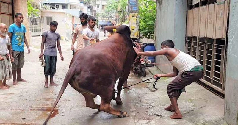 ঈদের দ্বিতীয় দিনেও পশু কোরবানি চলছে